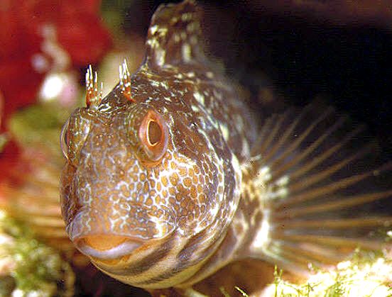 Parablennius pilicornis_aaaa